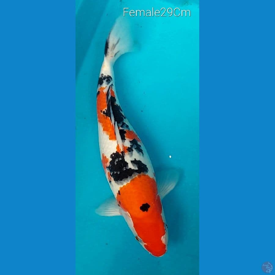 Sanke F29Cm
