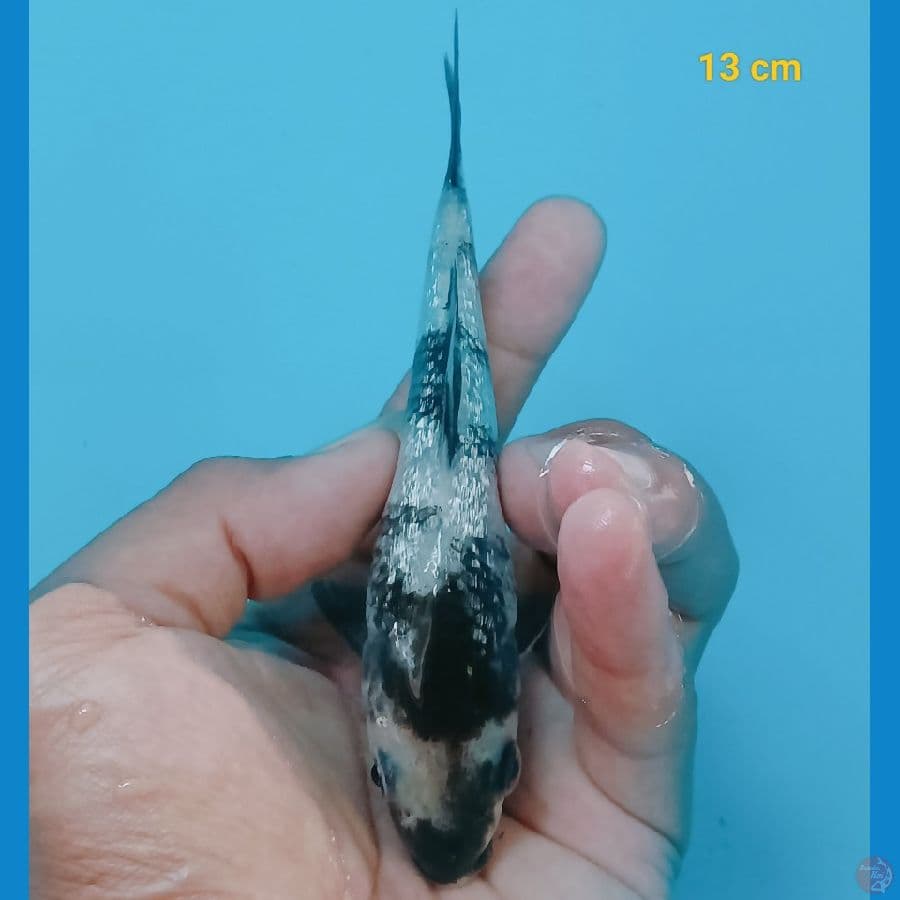 Shiro Ginrin 13 cm