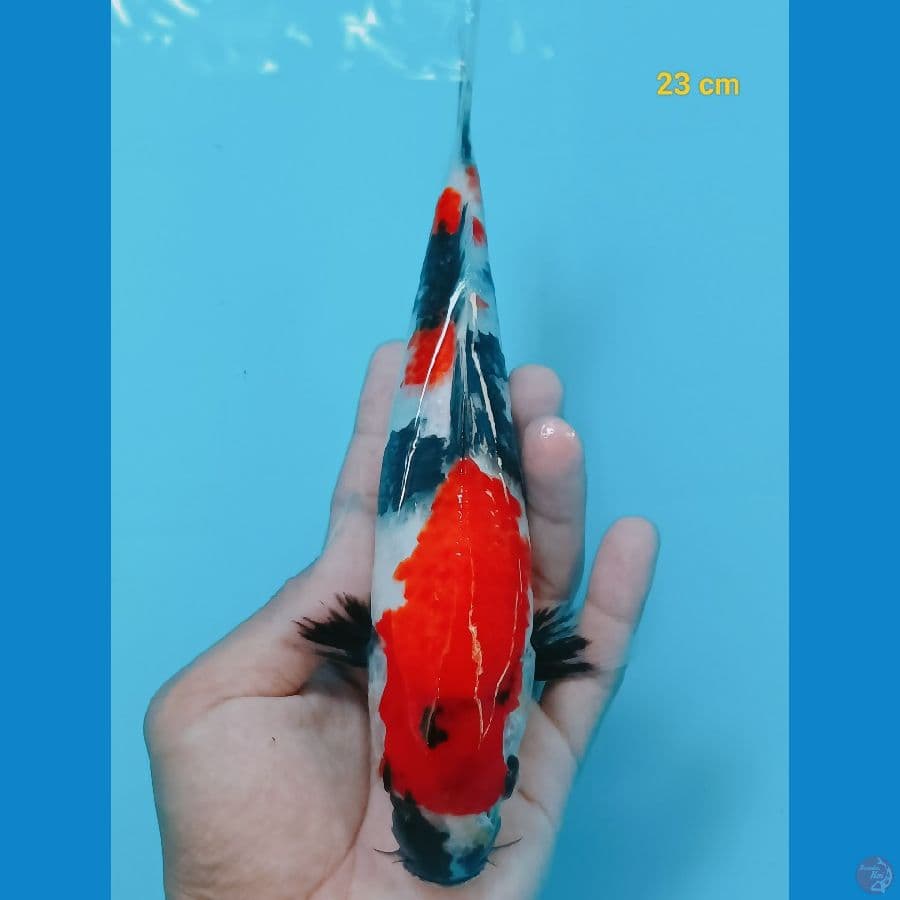 Halus 23 cm