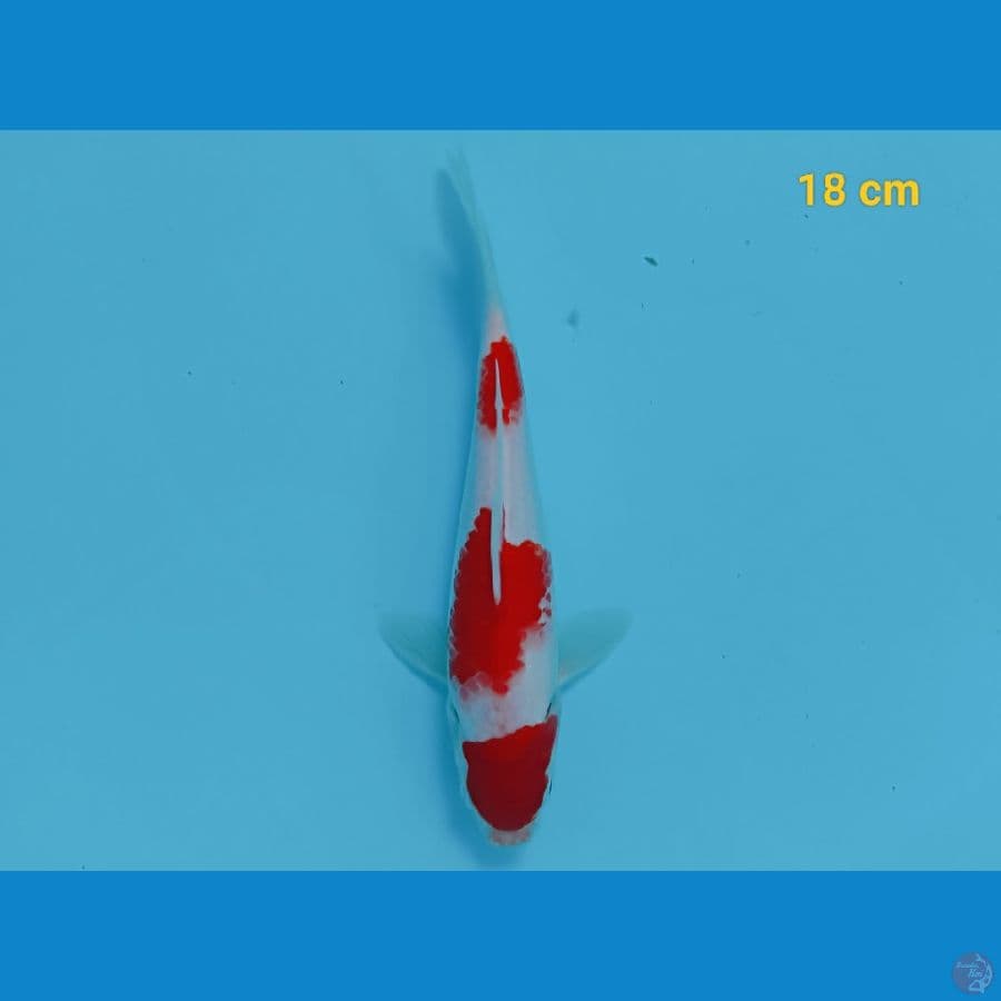 Kohaku strong 18 cm