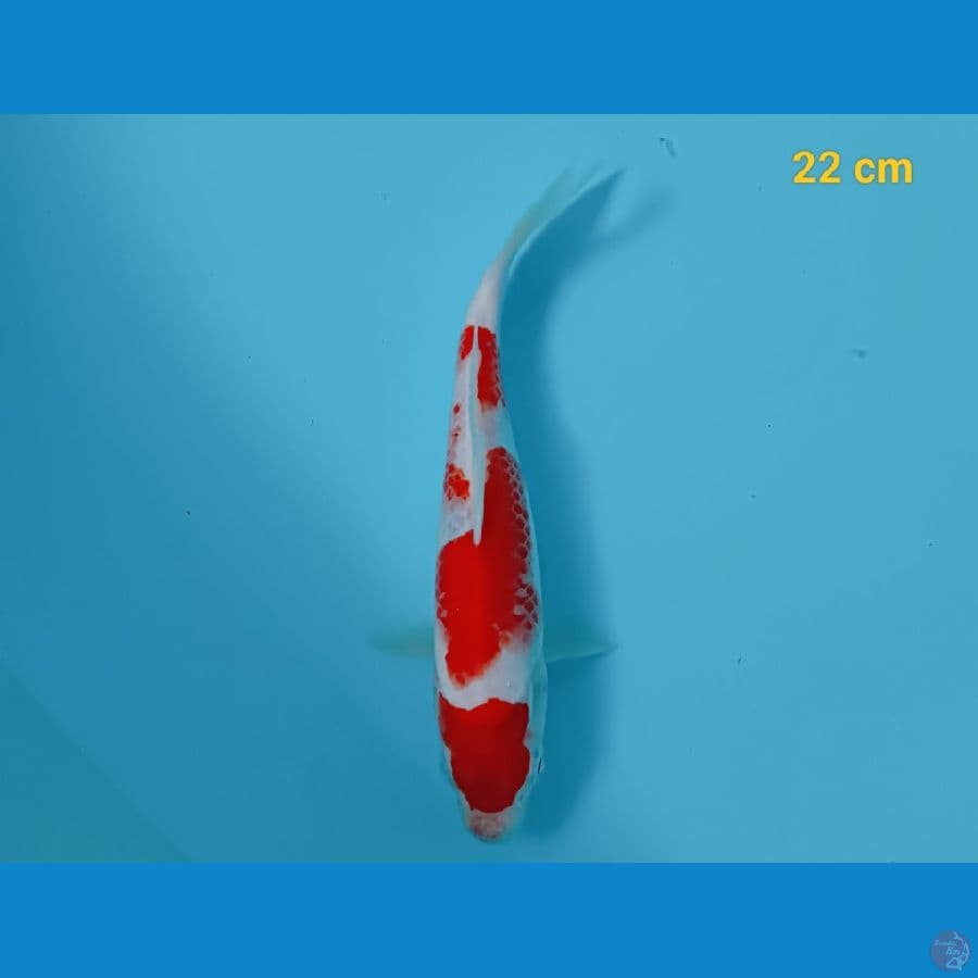 Kohaku strong 22 cm