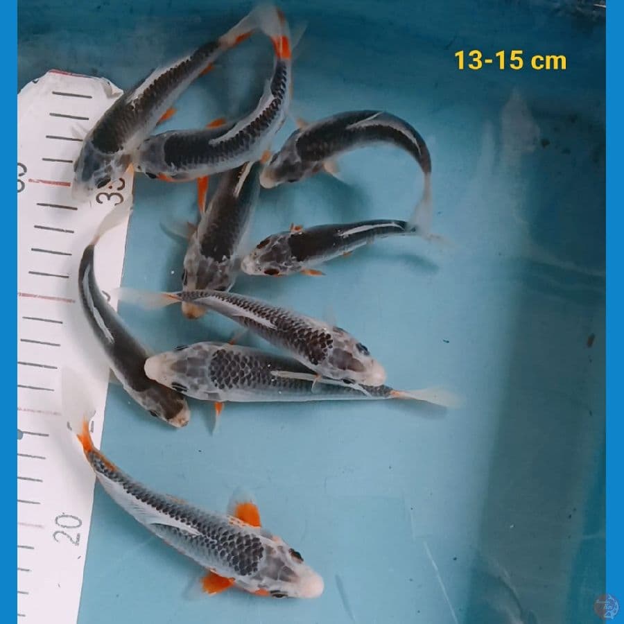 paket asagi 9 ekor