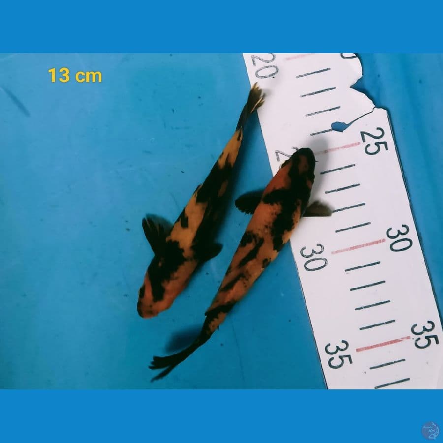 Ki utsuri 13 cm