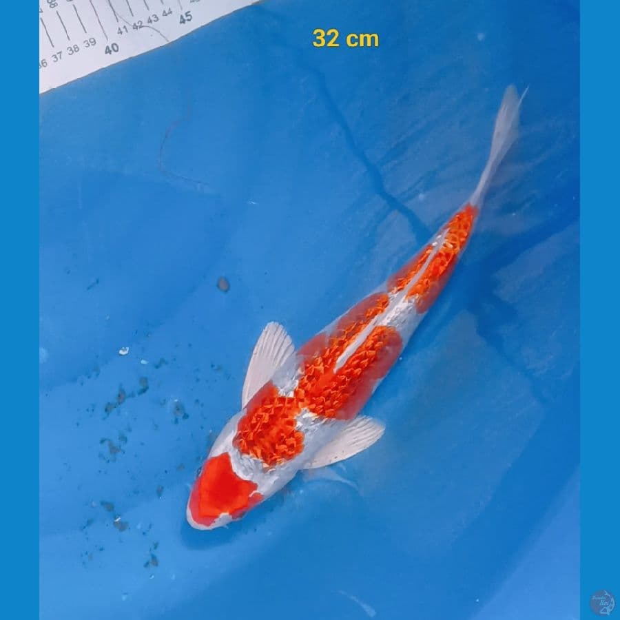 Ready Show ginrin padat 32 cm