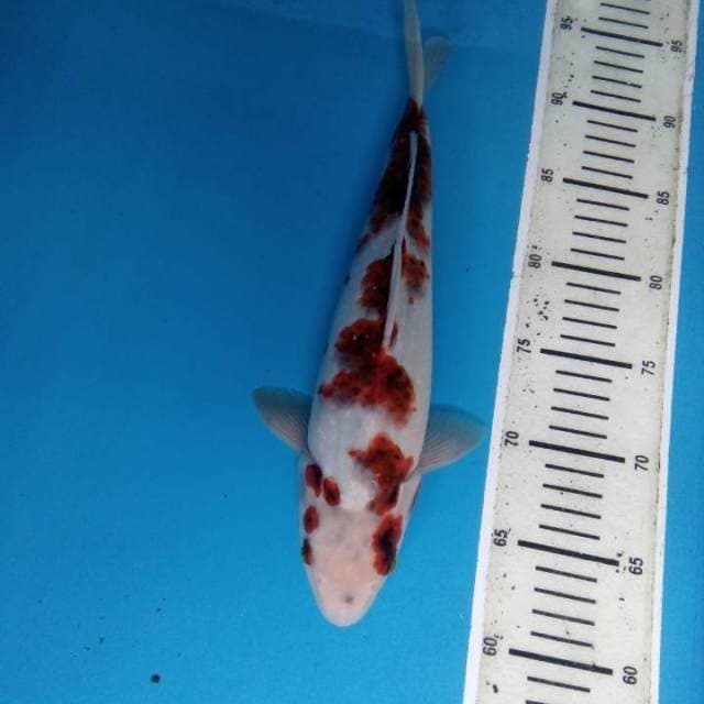 Goromo