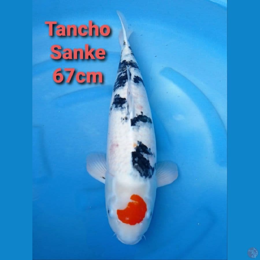 JUMBO TANCHO SANKE 67CM