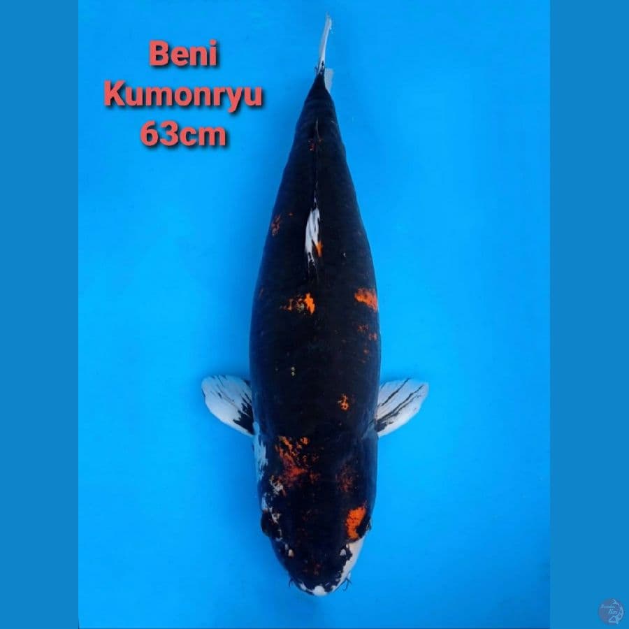 BENI KUMONRYU 63CM