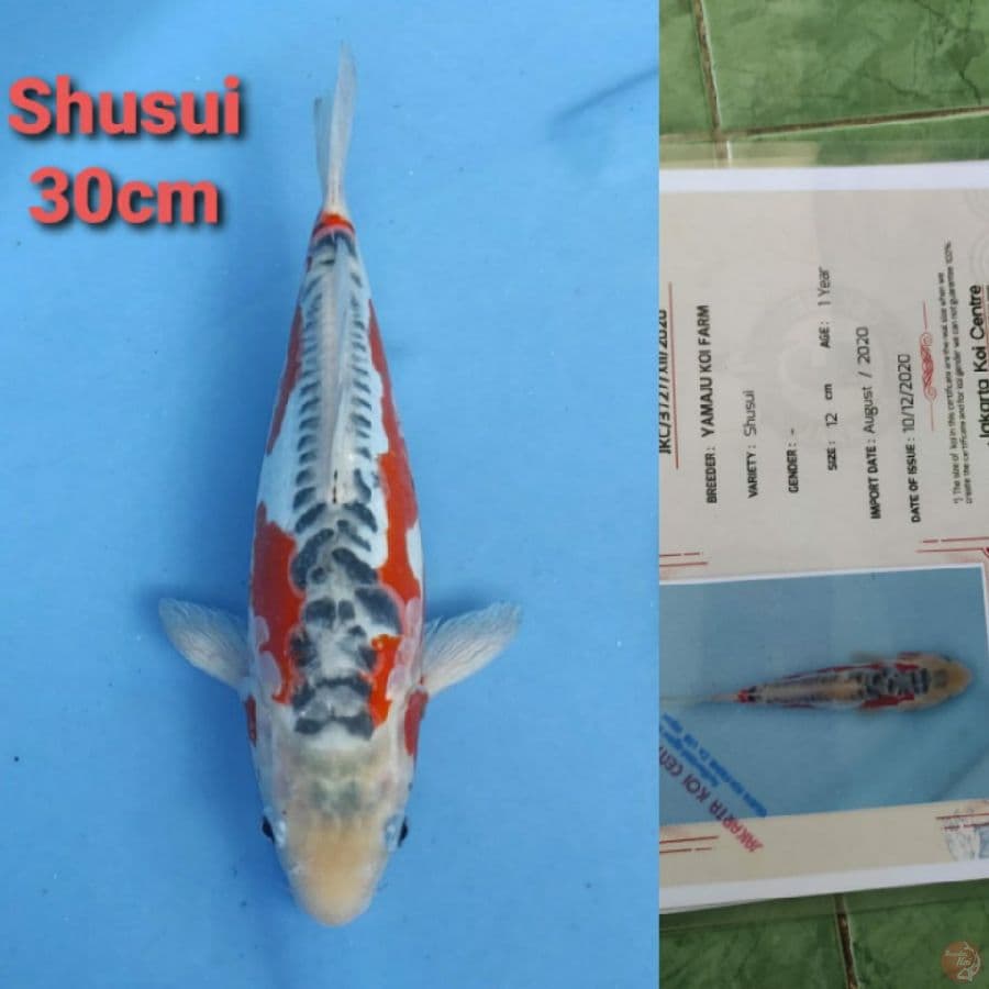 YAMAJYU SHUSUI 30CM