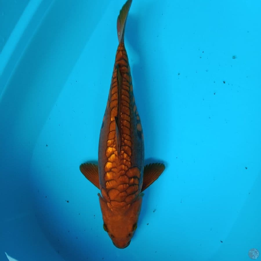 Aragoke gindrin 38 cm