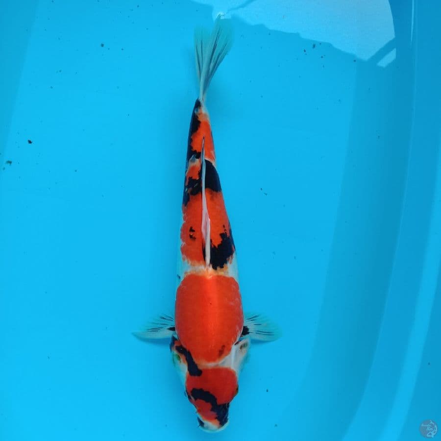 maruten showa 40 cm
