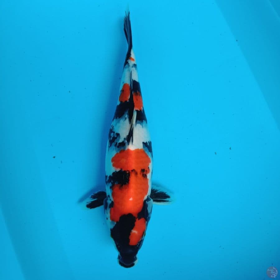 showa 36 cm