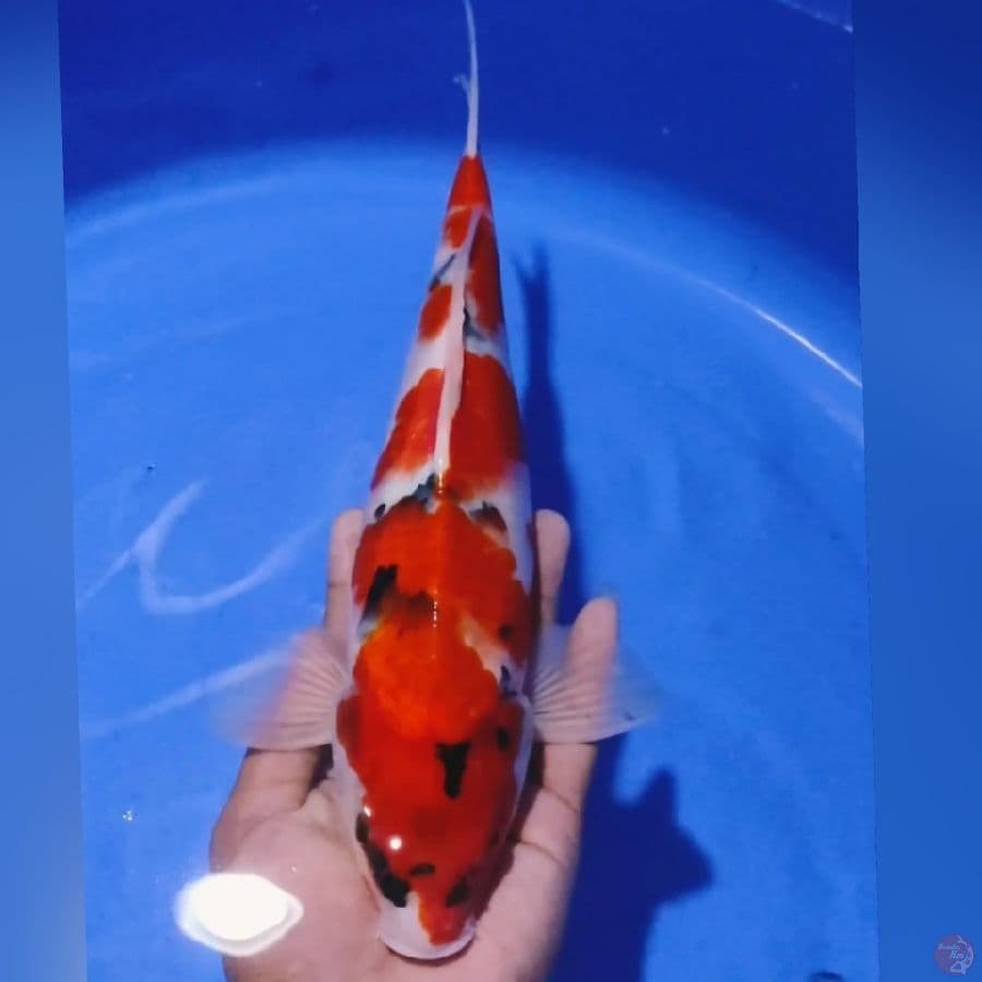 SHOWA 32cm