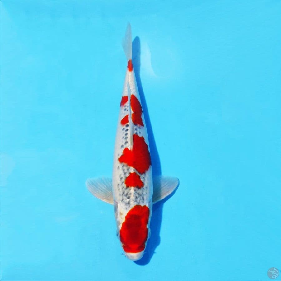 1. RED GOSHIKI 32 CM MALE