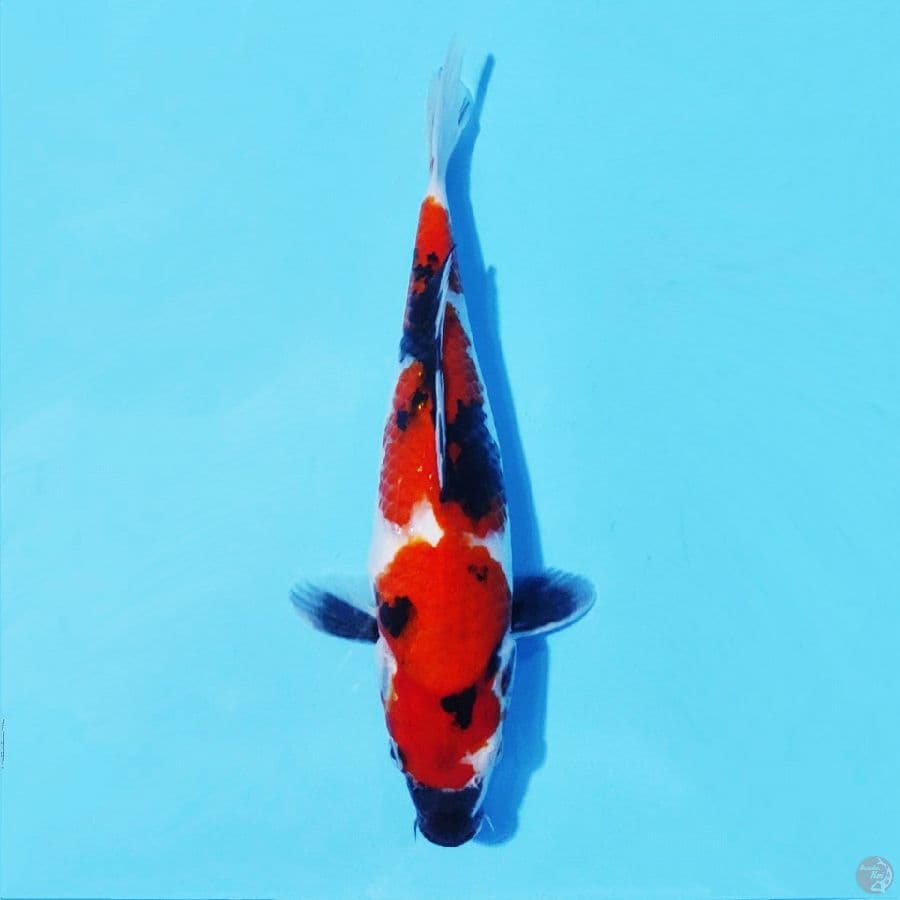 2. SHOWA SANSHOKU 30 CM FEMALE