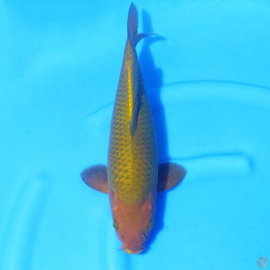 4. CHAGOI BULKY 40 CM FEMALE