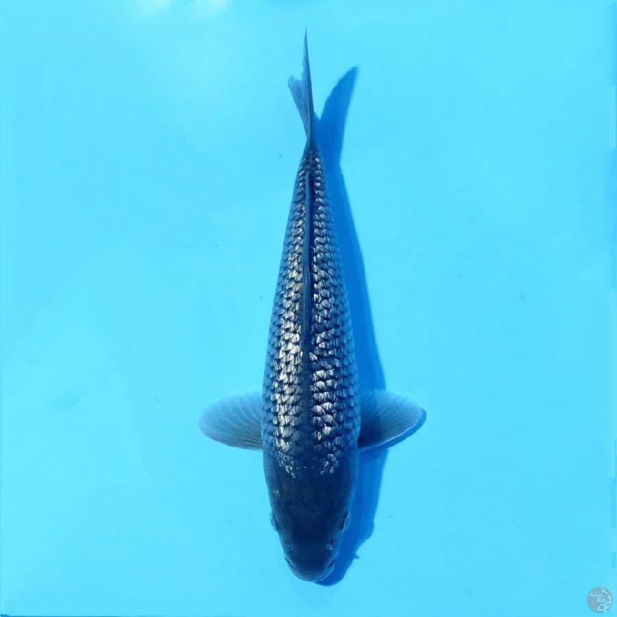 4. SORAGOI GINRIN HQ 28 CM FEMALE