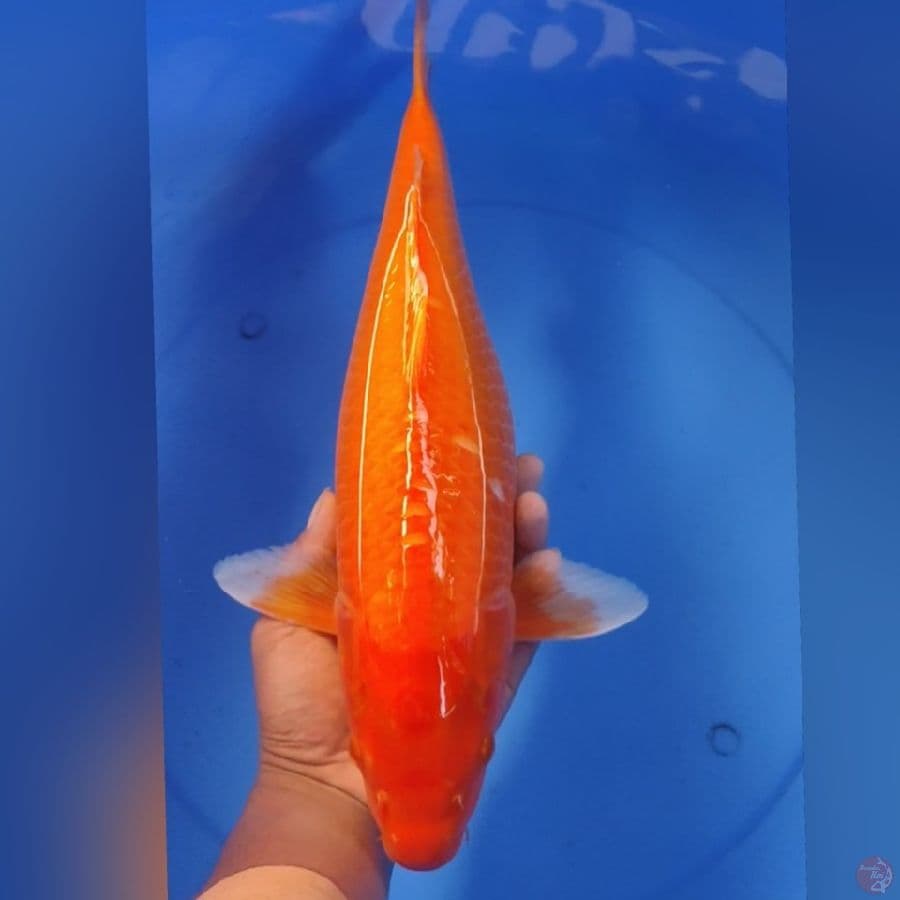 BENIGOI TEMBUS 46CM
