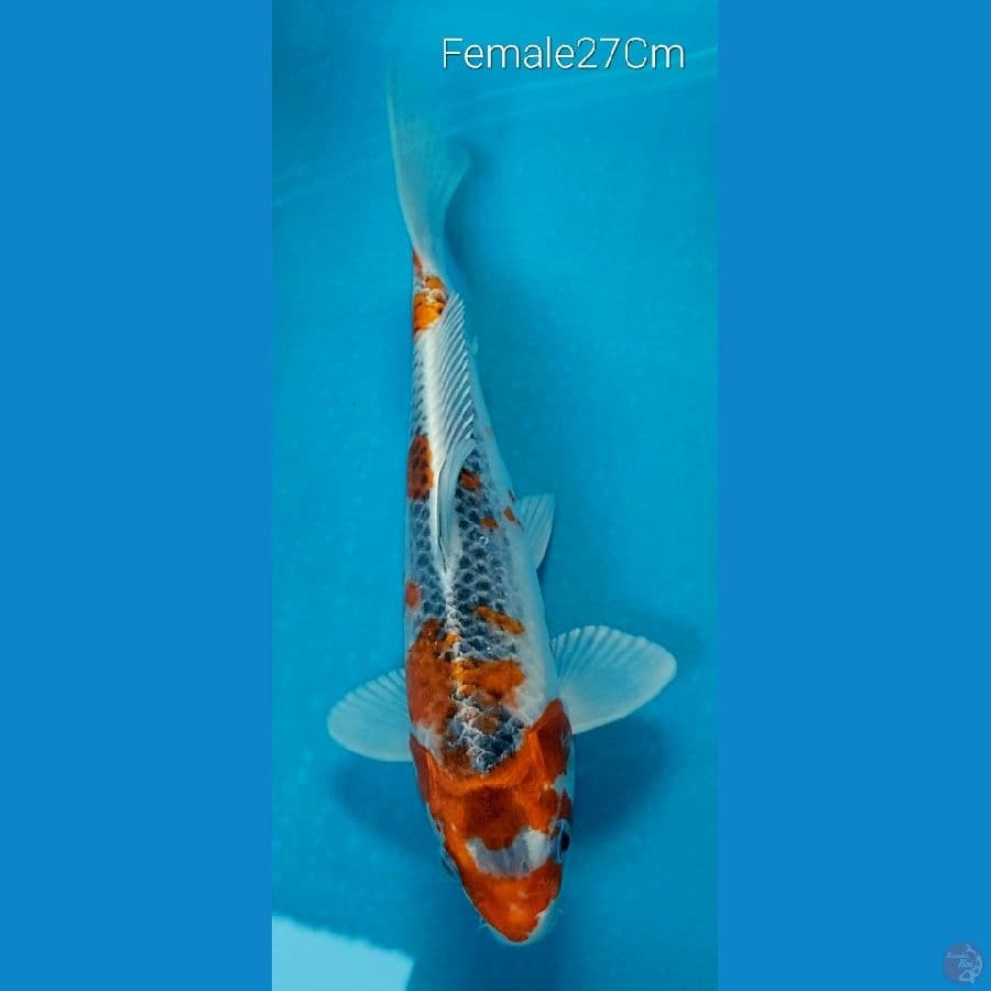 Kujaku F27Cm