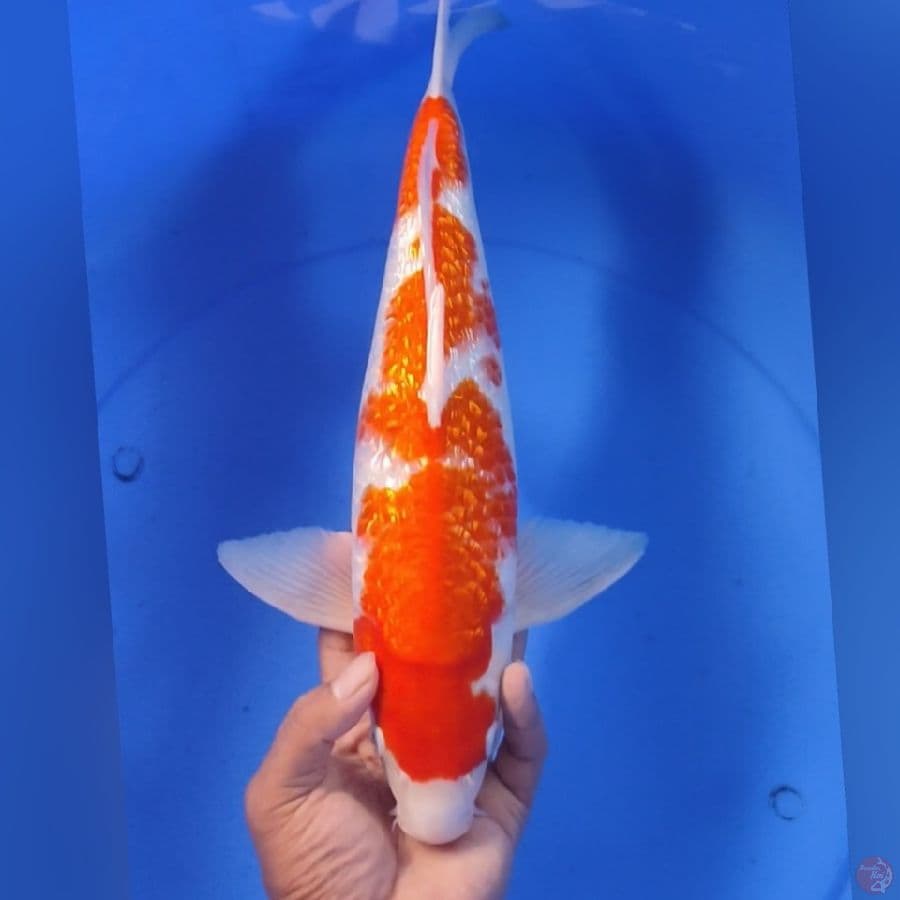 KOHAKU GINDRIN M42