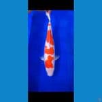 YONDAN kohaku 43cm