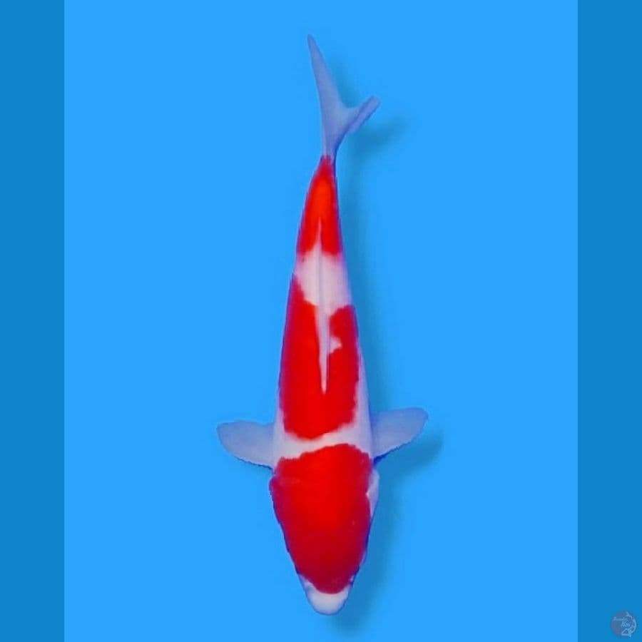 Sandan Kohaku 3 Step 27CM Female