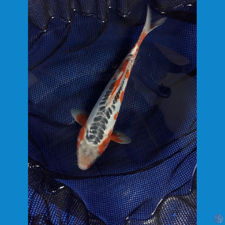 HANA SHUSUI / 29CM / MALE