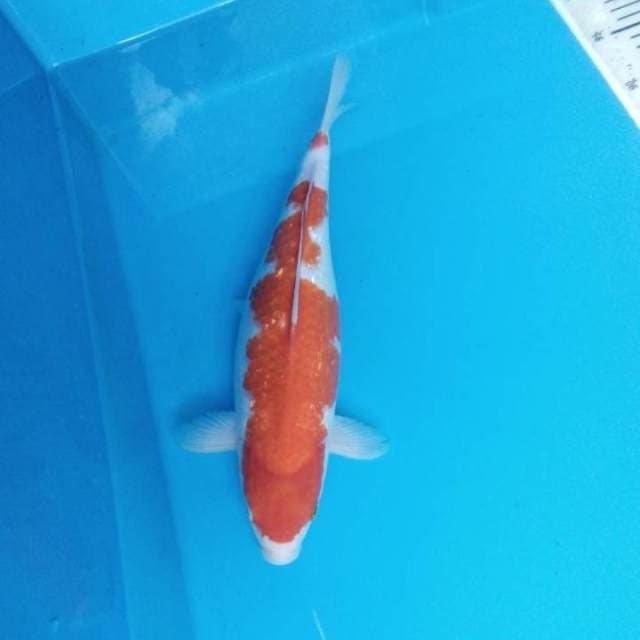 Kohaku