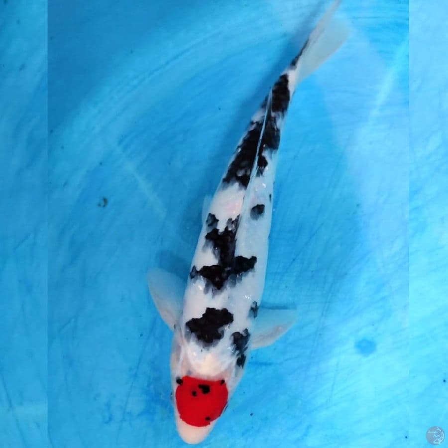 tanco original 30cm male