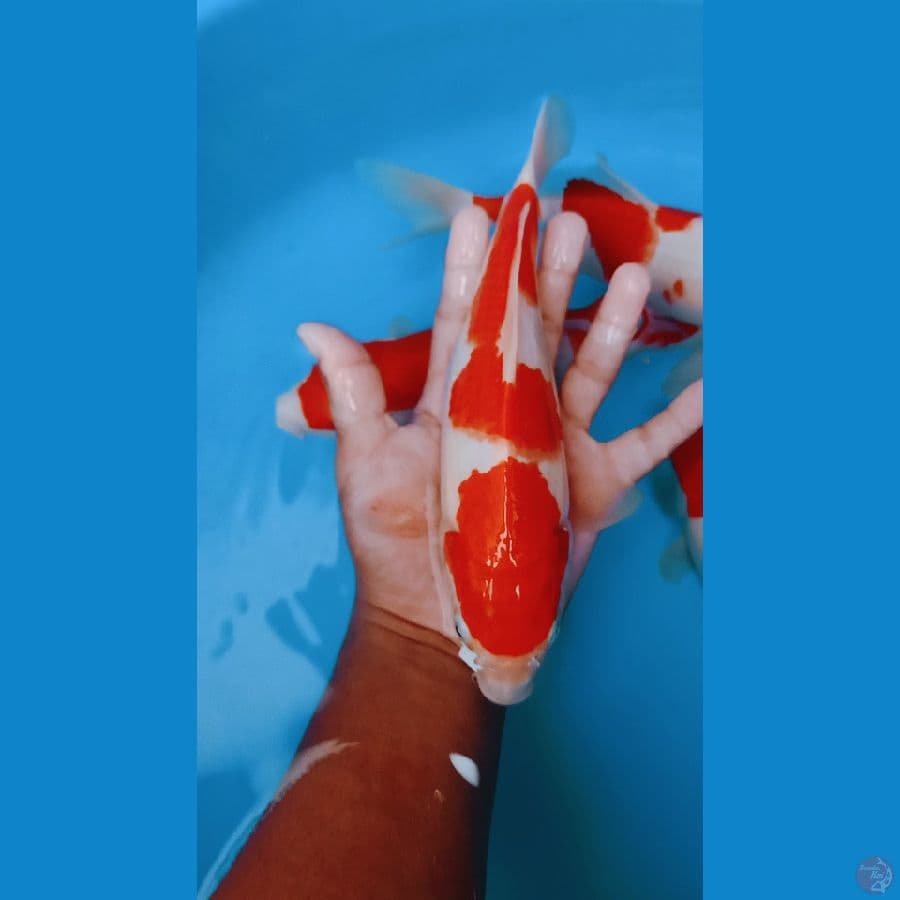 minion kohaku 25cm