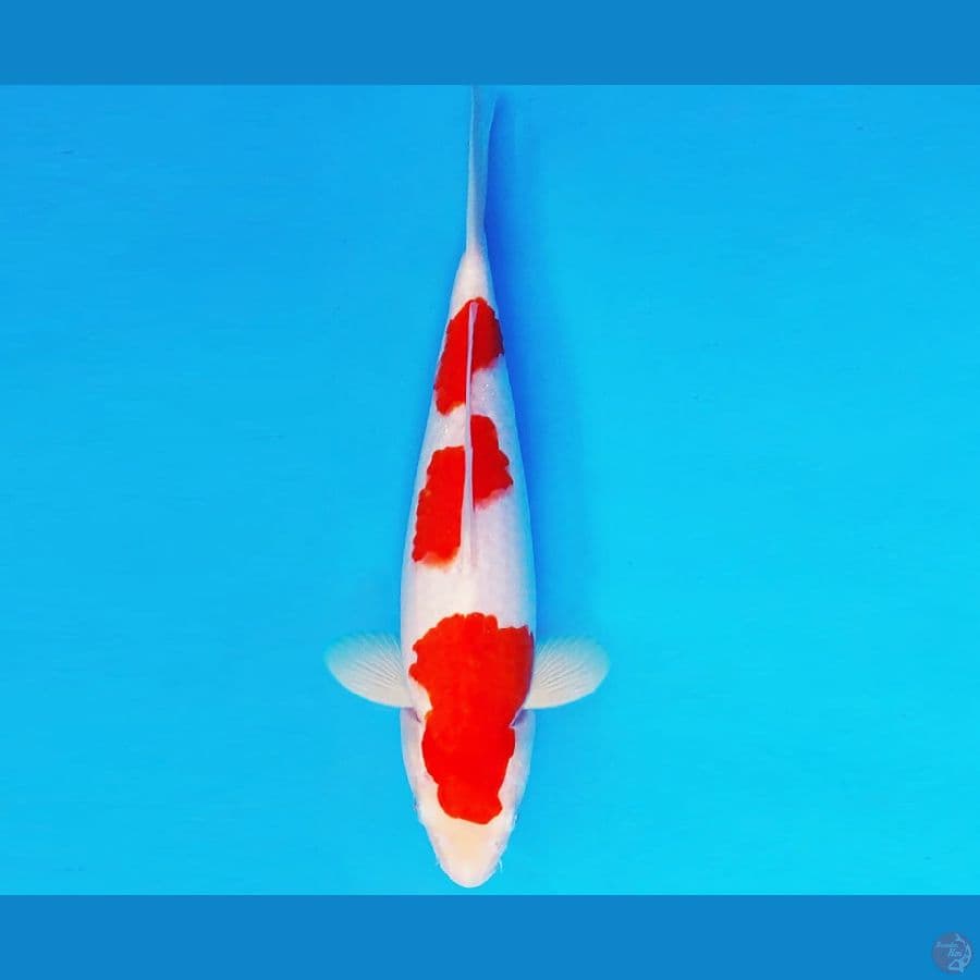 SUZUKA 1 ~ KOHAKU 30 cm/fm ™