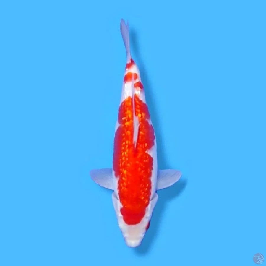Nindan Gindrin Kohaku 24 FM