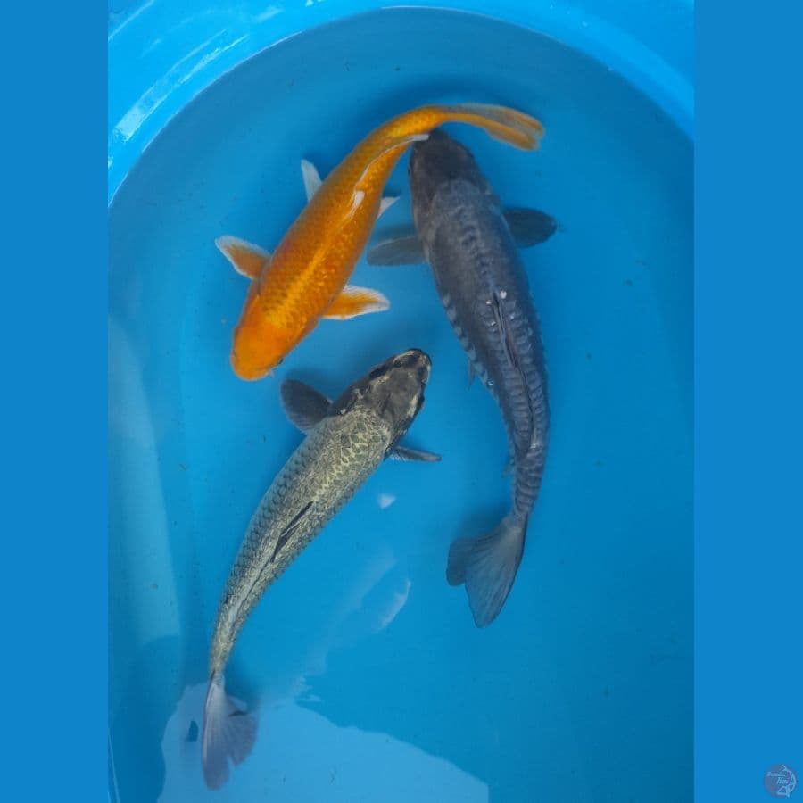 mix 32-36 cm