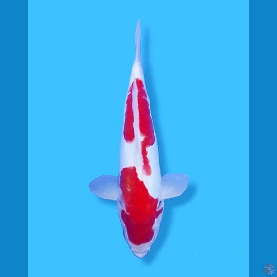 Doitsu Kohaku 27Cm Male
