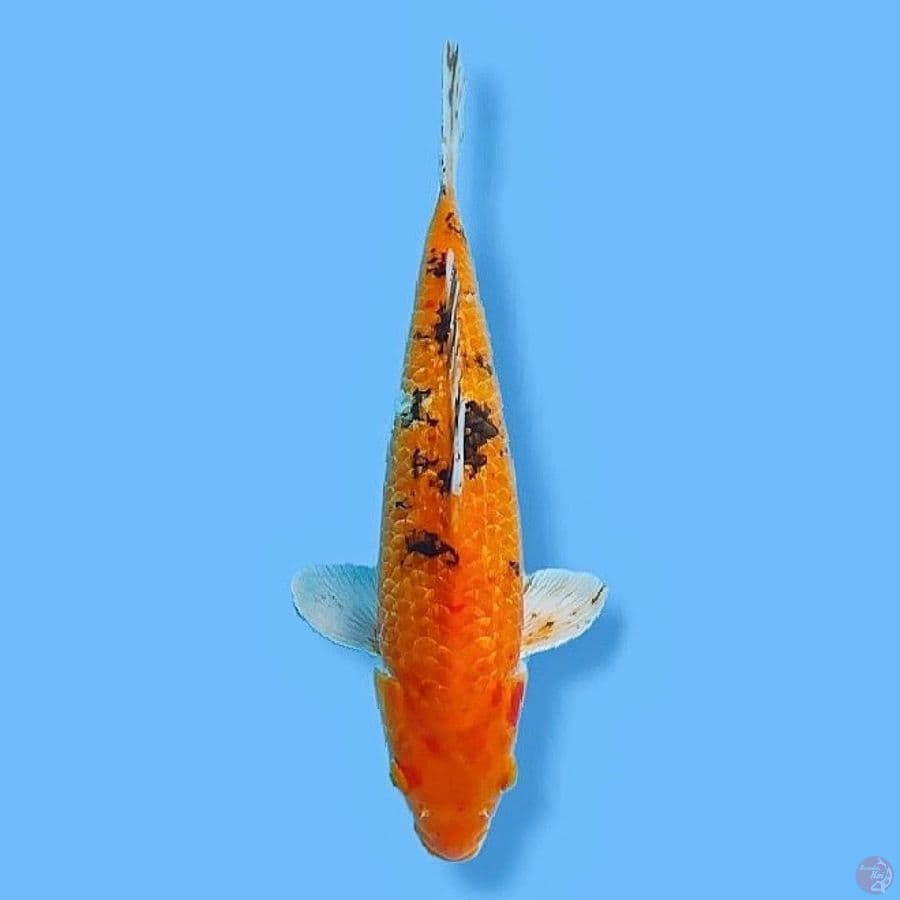 KinBekko Gindrin 40 Male