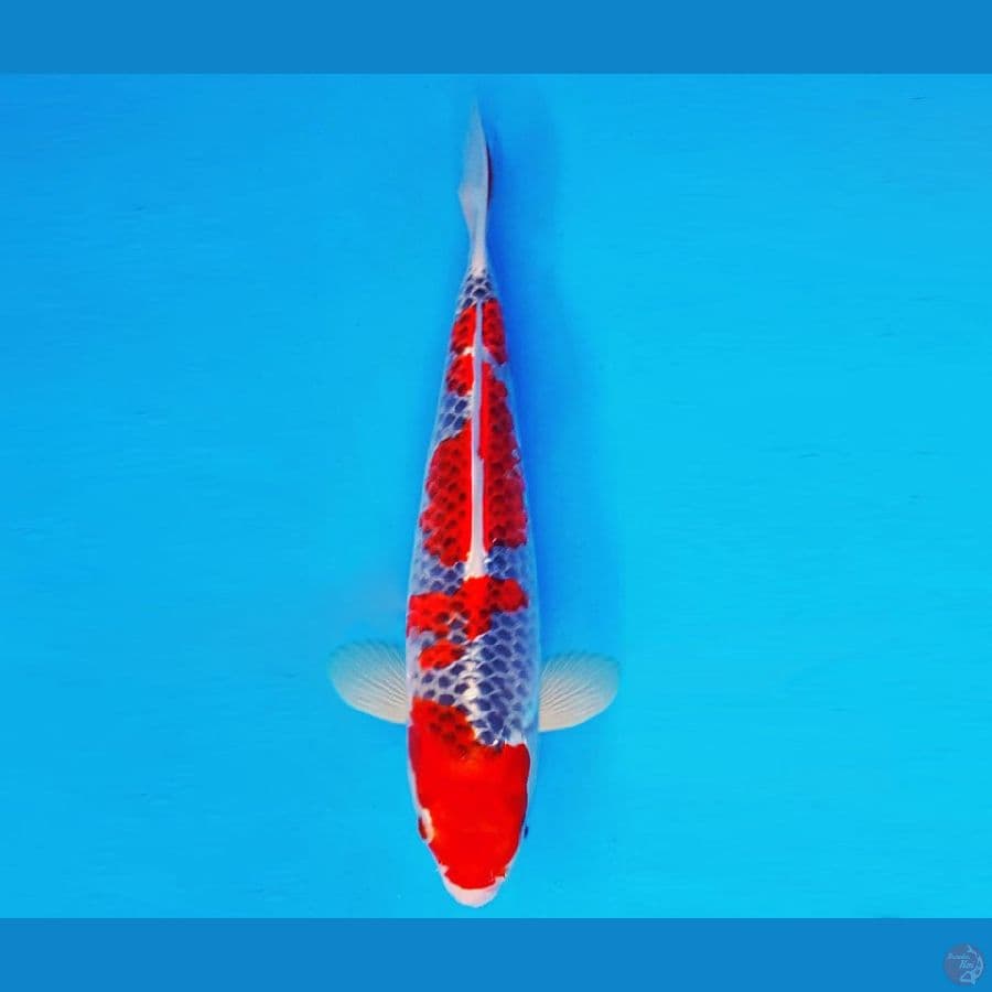 SUZUKA 2 ~ GOSHIKI 31 cm/male ™