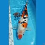 maruten sanke ginrin 38cm fm