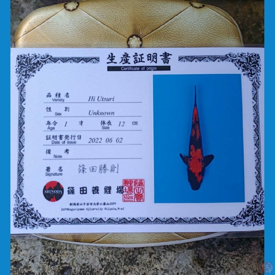 Shinoda Hi Utsuri sz 28cm