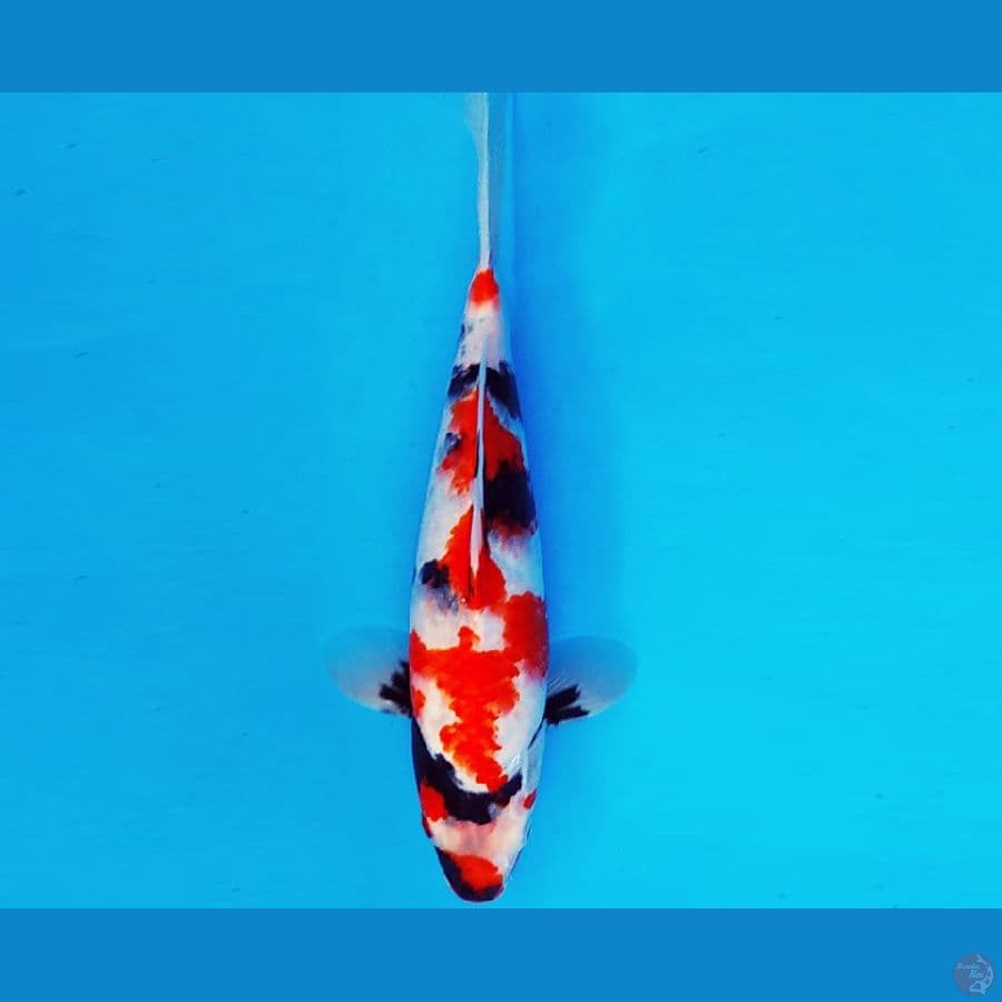 SUZUKA 5 ~ SHOWA EVOLUTION 30 cm/male ™