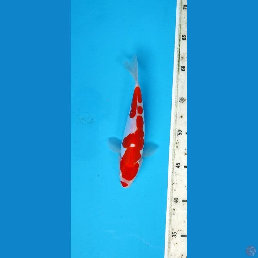 kohaku doitsu _ 22 cm 