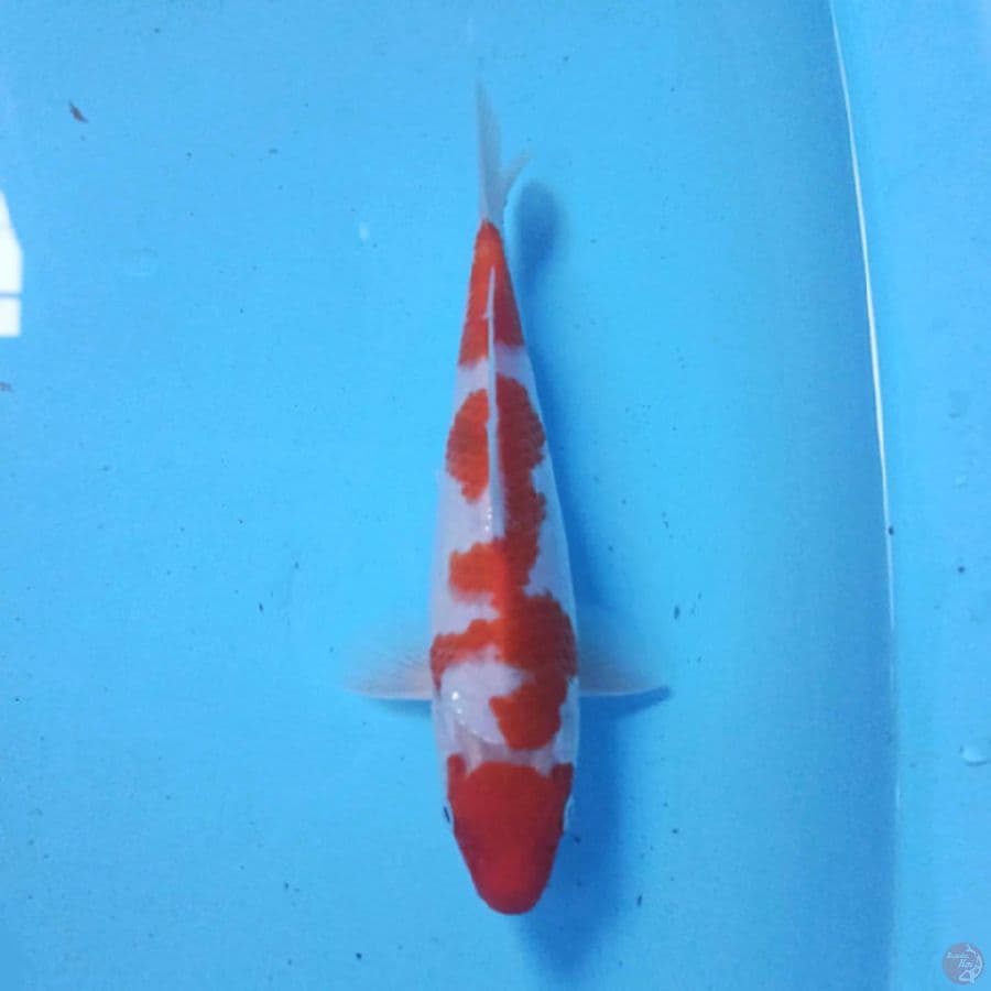Kohaku 23cm