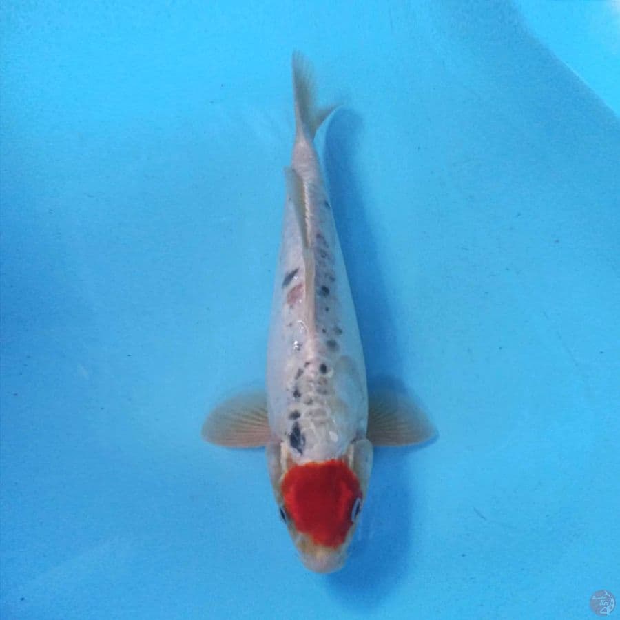 Tancho Doitsu 34cm