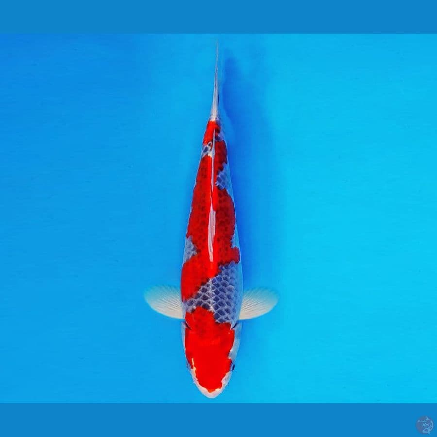 SUZUKA 8 ~ GOSHIKI 29 cm/male ™