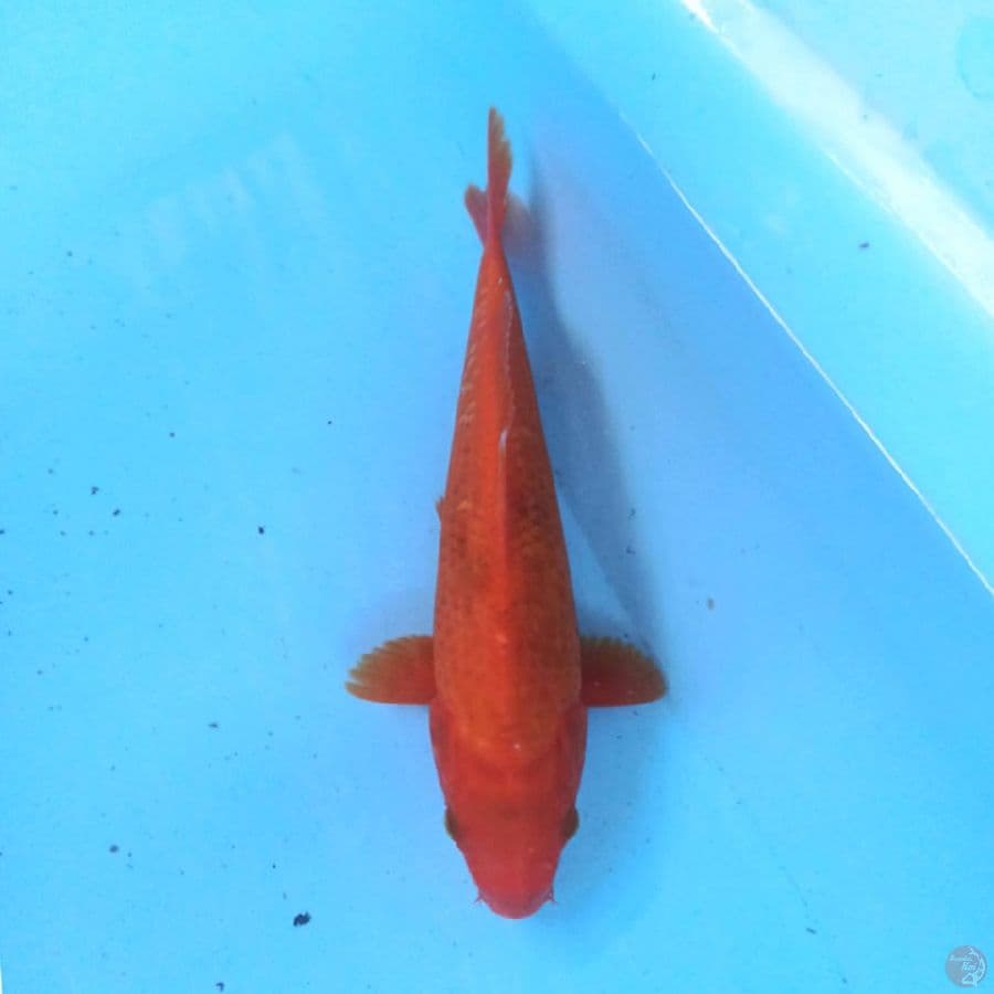 Benigoi 22cm