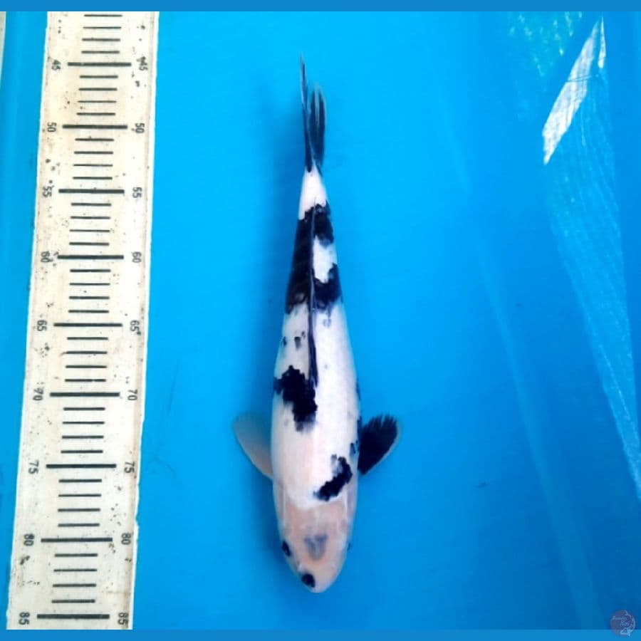 Shiro 36cm Female