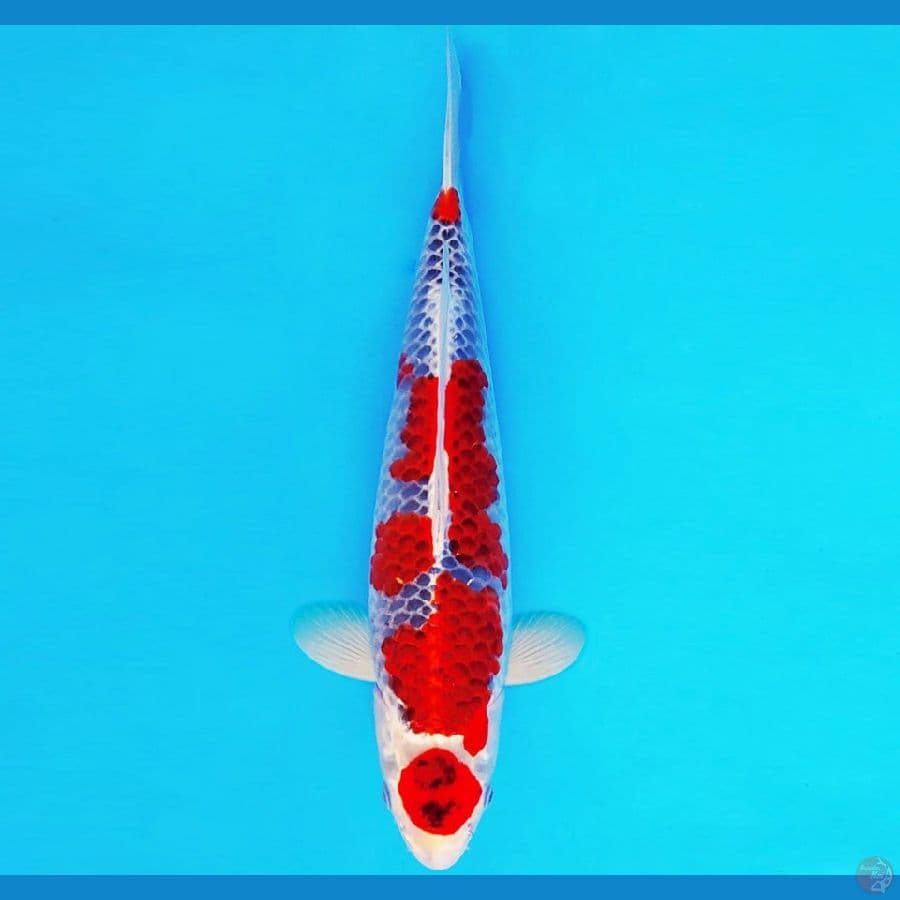 SIZUKA 11 ~ MARUTEN GOSHIKI 34 cm/male ™