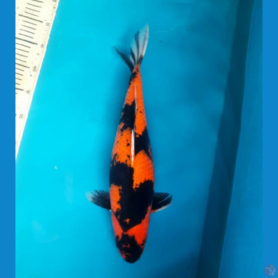 Hi showa 44cm Female