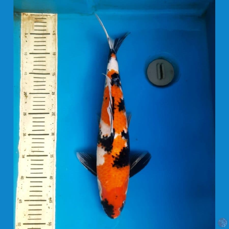 Showa 45cm Male