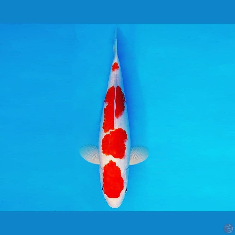 SUZUKA 12 ~ KOHAKU 30 cm/fm ™