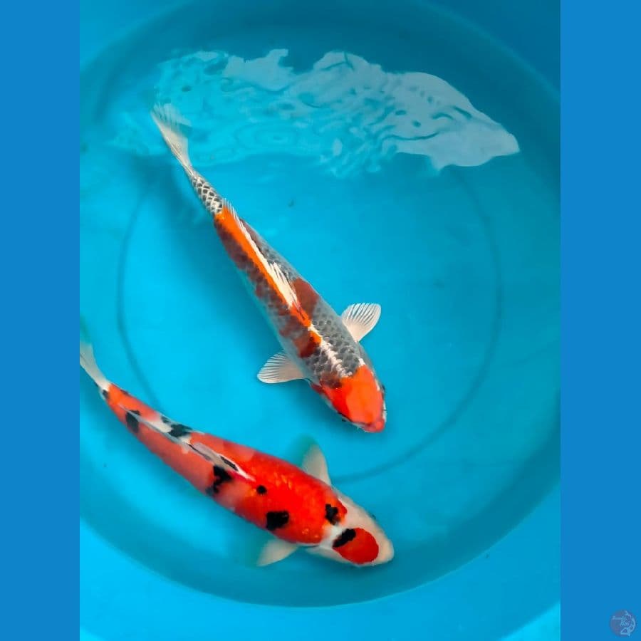asnawi koi