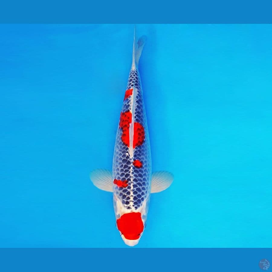 SUZUKA 14 ~ MARUTEN GOSHIKI 36 cm/fm